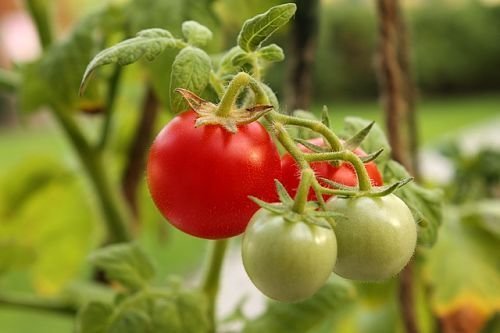 Invierno tomates ideal para ensaladas, pero mal cuidado. Es mejor enviar de inmediato a la mesa - sabor y olor muy bien!