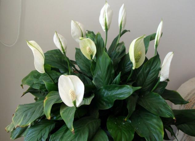 spathiphyllum