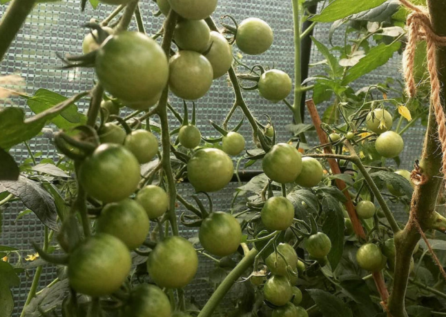 Frutas en el cultivo de arbustos tomate doble no es menor que en las plantaciones individuales. 