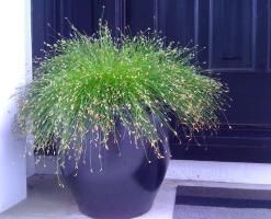 Planta de pantano en el jardín de flores en casa - Stsirpus