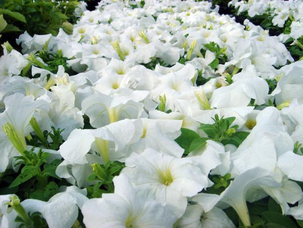 variedades de Petunia Ramblin blanco (foto - Internet)