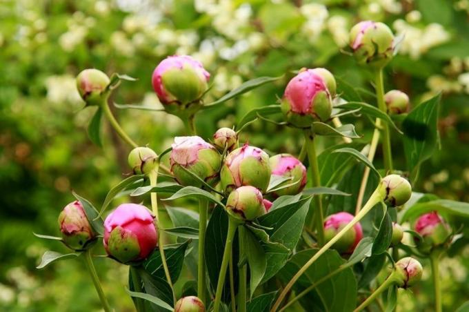 la yema de peonía atrae a todas las hormigas en el jardín, como un imán! Foto: fan-female.ru