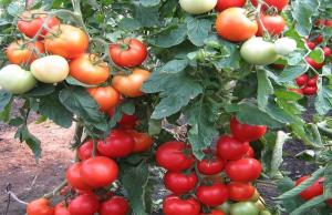 Fertilizante para tomates que aumenta hasta 10 veces la formación de ovarios.
