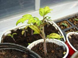 5 razones por las plantas de semillero se volvió amarilla, y qué hacer con ella