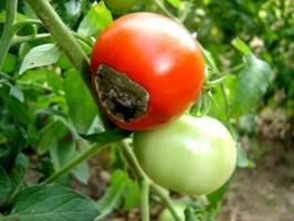 Cómo hacer frente a la podredumbre apical en los tomates, y por qué aparece.