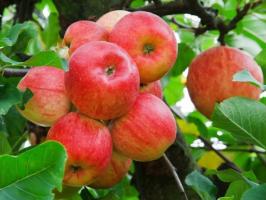 Que las manzanas votos, y para los que puedan dañar