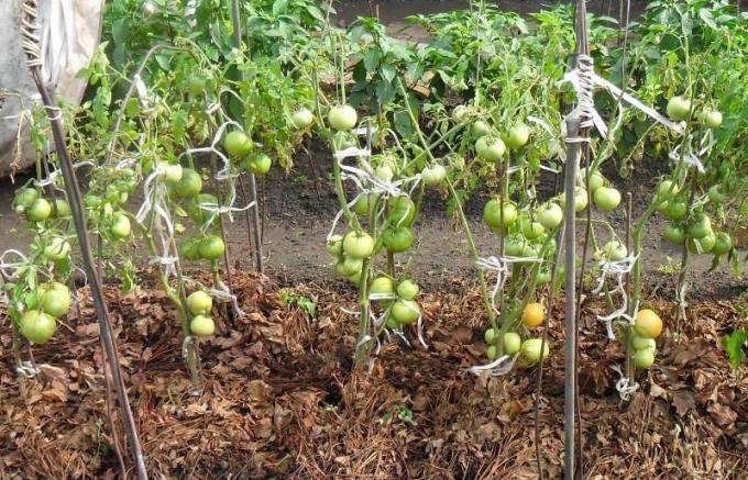 Ejemplo acolchado hierba seca de tomate camas (foto de la Internet)