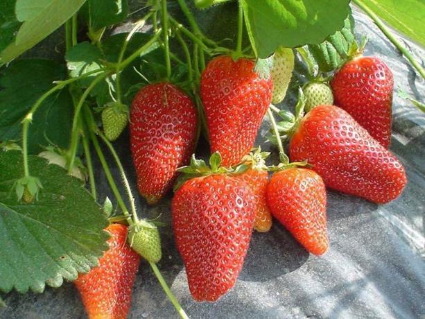 fresas remontant (Foto de Internet)