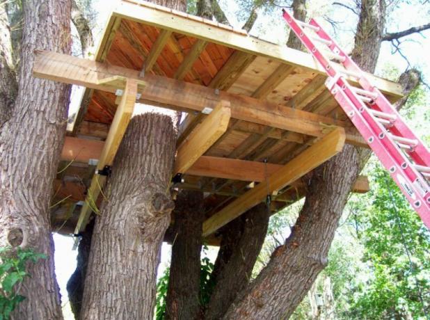 La construcción de la casa del árbol comienza con un conjunto de soporte
