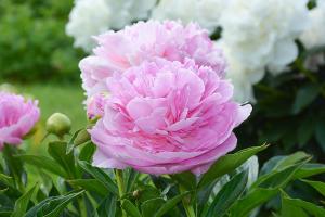 ⚡ Cómo cuidar de peonías en agosto de conseguir la floración exuberante del próximo año