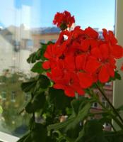 El misterio de la exuberante floración geranio