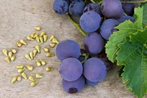 ¿Puedo comer uvas con semillas y cómo afectan el cuerpo