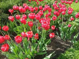 5 errores comunes en el cultivo de tulipanes, que permiten 50% de los cultivadores