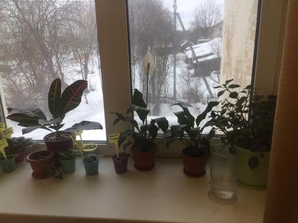 plantas en macetas en el alféizar de la ventana de mi dormitorio. Tres de ellos pronto decir adiós!
