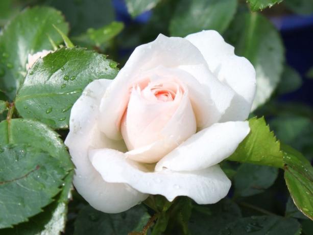 variedad de rosa de 'Aspirina-Rose' (baumschule-horstmann.de)