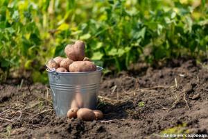 Forma increíble para hilling patatas