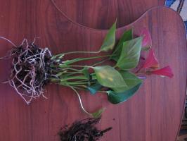 Cómo crecer anthurium de brotes de raíz