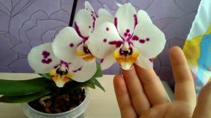 ¿Es posible tener en la orquídea de la casa