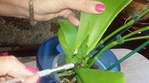 5 maneras probadas para rescatar a la orquídea