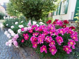 Cómo prepararse para peonías de invierno para el año siguiente fue una delicia desde la floración!