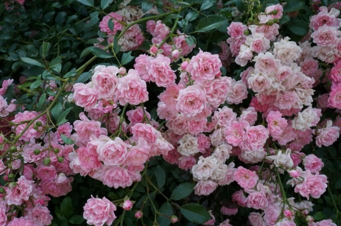 Groundcover rosas florecen en los brotes de diferentes edades 