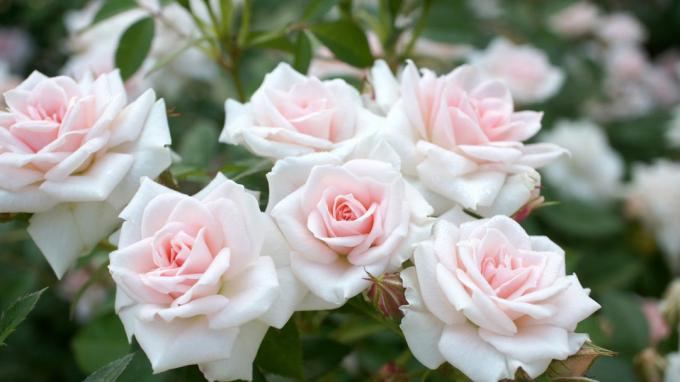 fragantes rosas en el jardín (foto) -desktopwallpapers4.me