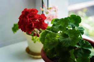 Pelargonium: los secretos de crecimiento saludable