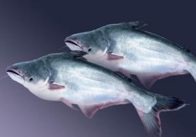 Pangasius peces: los buenos y los comentarios