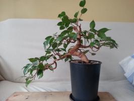 ¿Por qué no crecer Ficus benjamina y qué hacer en este caso,