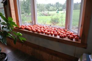 Pour-ka 4 formas correctas para acelerar la maduración de los tomates en el alféizar