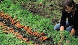 Adecuada zanahoria siembra: método eficaz para incrementar la germinación y la cosecha