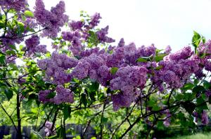 ¿Qué hacer con el arbusto de lila en el otoño hasta la primavera en flor preciosa y la envidia?