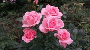 Rosas en el jardín de los "maniquíes": 5 reglas para aquellos que deciden plantar una flor