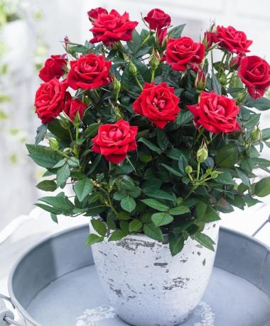 Las rosas se ven espectaculares en hermosas vasijas y ollas