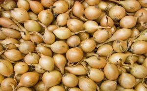 Cuándo comprar y cómo prepararse para las cebollas plantación - Cebolla.