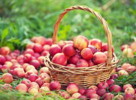 Cómo mantener las manzanas frescas hasta el próximo verano. Llegado a la glicerina ayuda