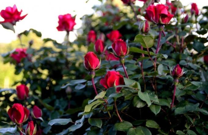 Crecer rosa fragante no es difícil, si sabe "lo que es." Foto: alena-flowers.ru