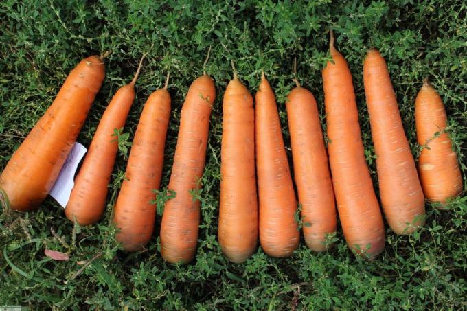 Cosecha de las zanahorias de grado "Canadá" (foto tomada con el sitio amurskij-dachnik.ru)