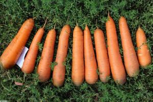 Adecuadamente recoger y almacenar deliciosa zanahoria: finura