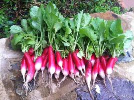 Que se pueden plantar en el jardín en agosto