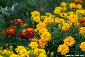 Caléndulas, flor increíblemente útil: que salvará a su salud