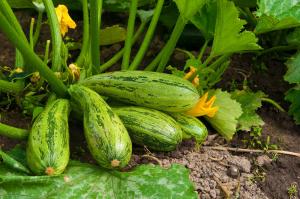 Agosto - calabacín alimentación tiempo en el jardín para una gran cosecha y sabrosa