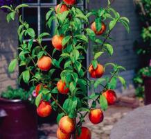 Crecemos árboles frutales en casa. Características del proceso