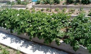 El único método de cultivo de patatas - una paja