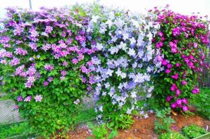 Agosto - el momento para fertilizar clematis para una larga floración y exuberante