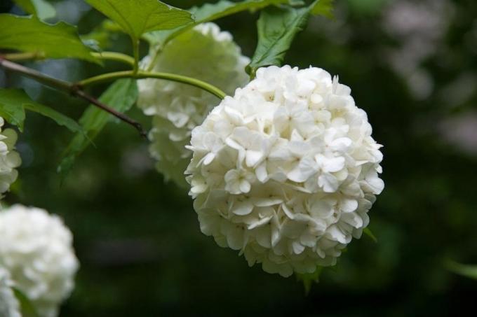 Flor delicada (consult-up.ru)