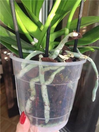 maceta de plástico - el más preferido para Phalaenopsis