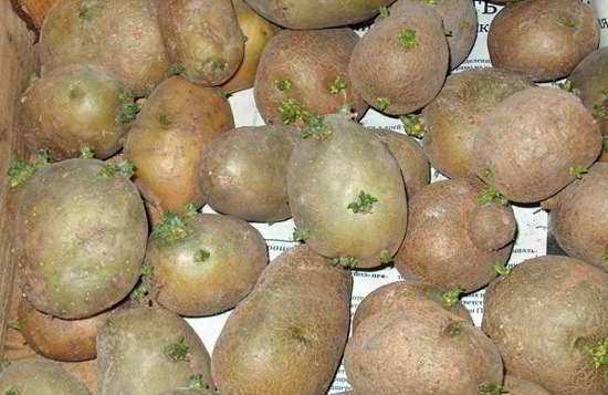 Patatas después de enverdecer apenas vulnerables a la primavera y dejar rápidamente orificio