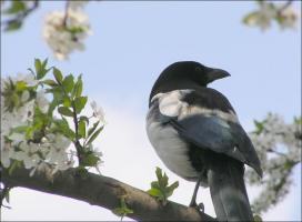¿Cómo deshacerse de los molestos pájaros en el jardín y el jardín
