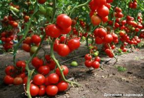 ¿Cuándo y cómo quitar las hojas de tomate